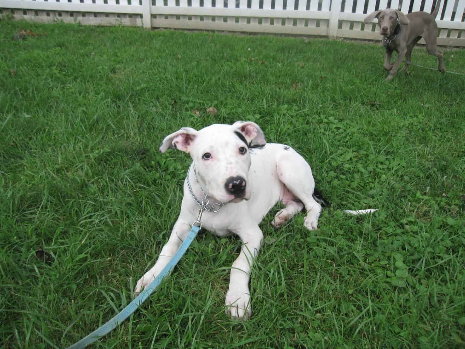 In Praise of the Pinch Collar How to Use a Pinch Collar Correctly