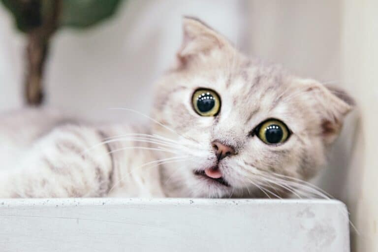 The Ultimate Guide To Pet Sitting