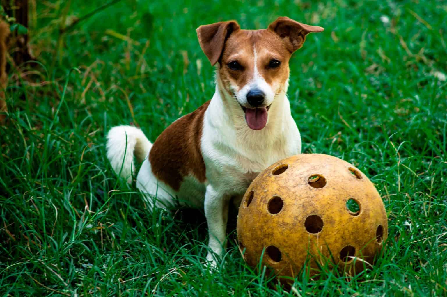 How to Get and Keep Your Dog Interested in Their Toys Acme Canine
