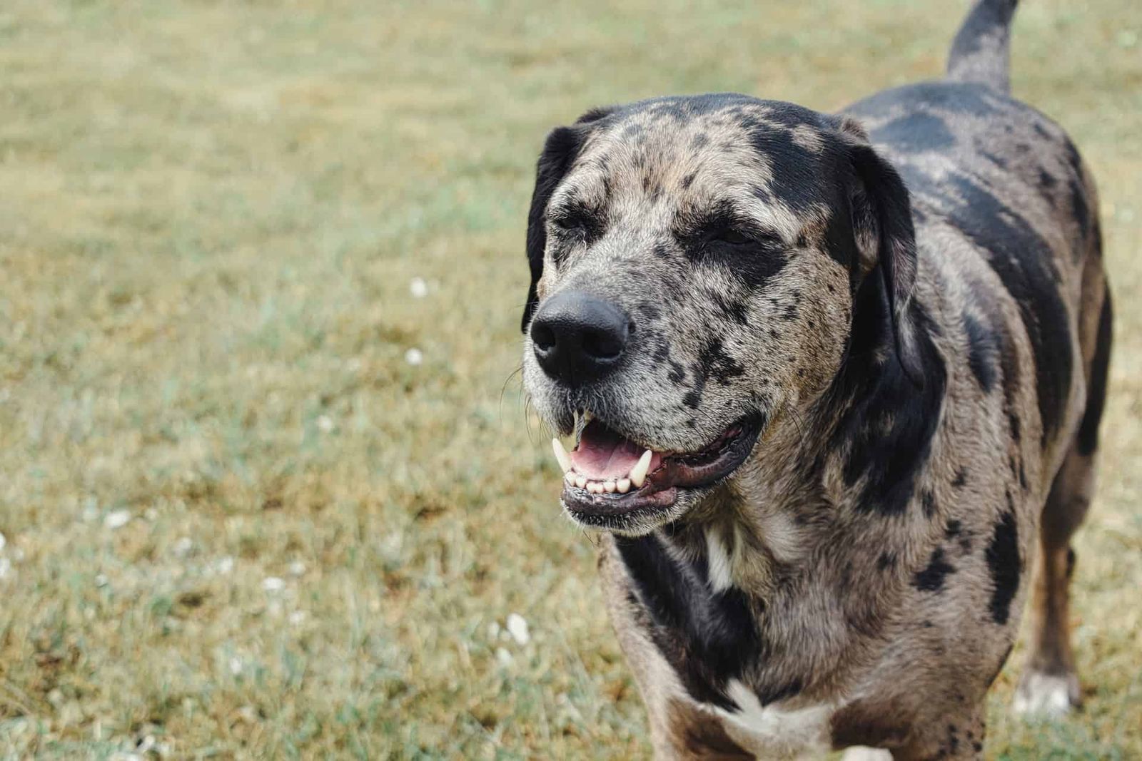 Top 10 Catahoula Mix Dog Breeds Acme Canine