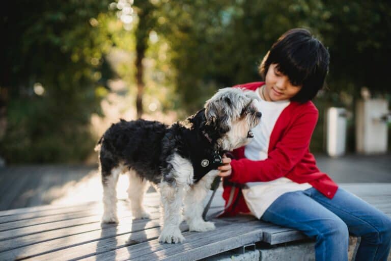 Moving Stress: How to Take Care of Your Dog