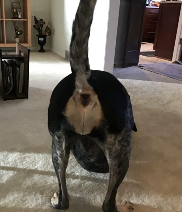 A dog bed that is easy to clean Wash'n Zip Dog Beds Acme Canine