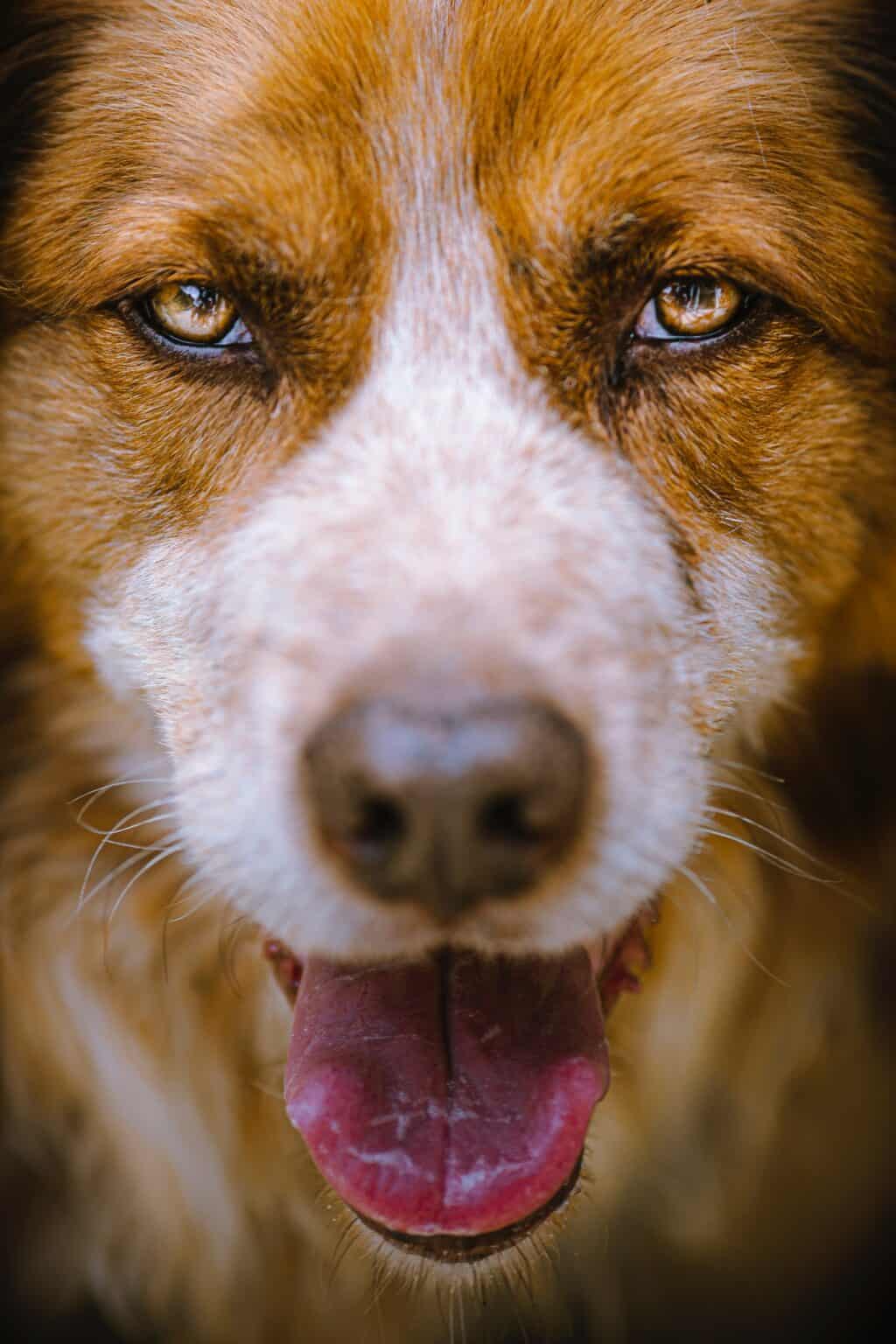 What Is Dog Heat Period