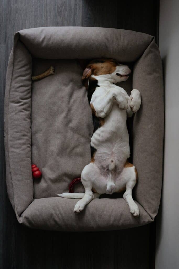 Why Is My Dog Licking His Butt? Acme Canine