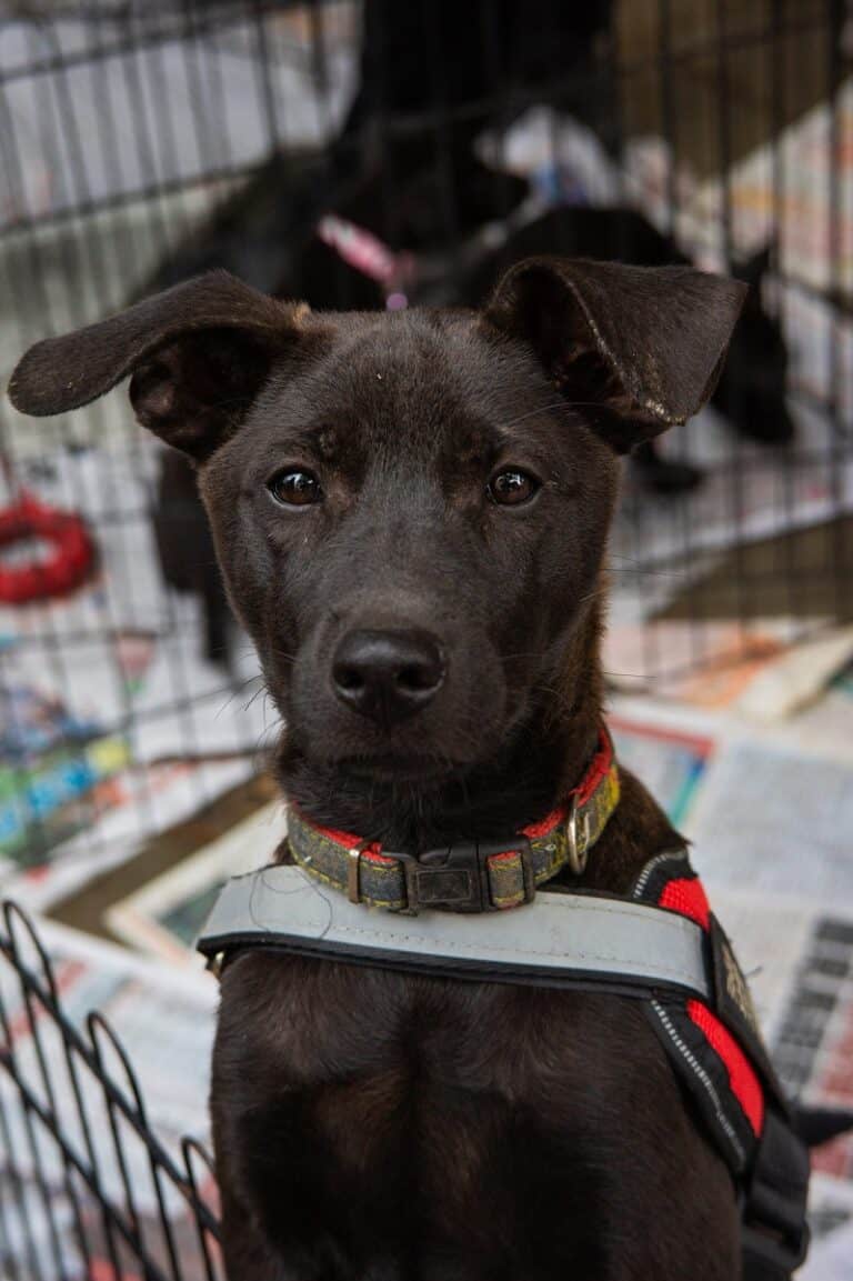 When to Take Cone Off Dog After Neuter? Acme Canine