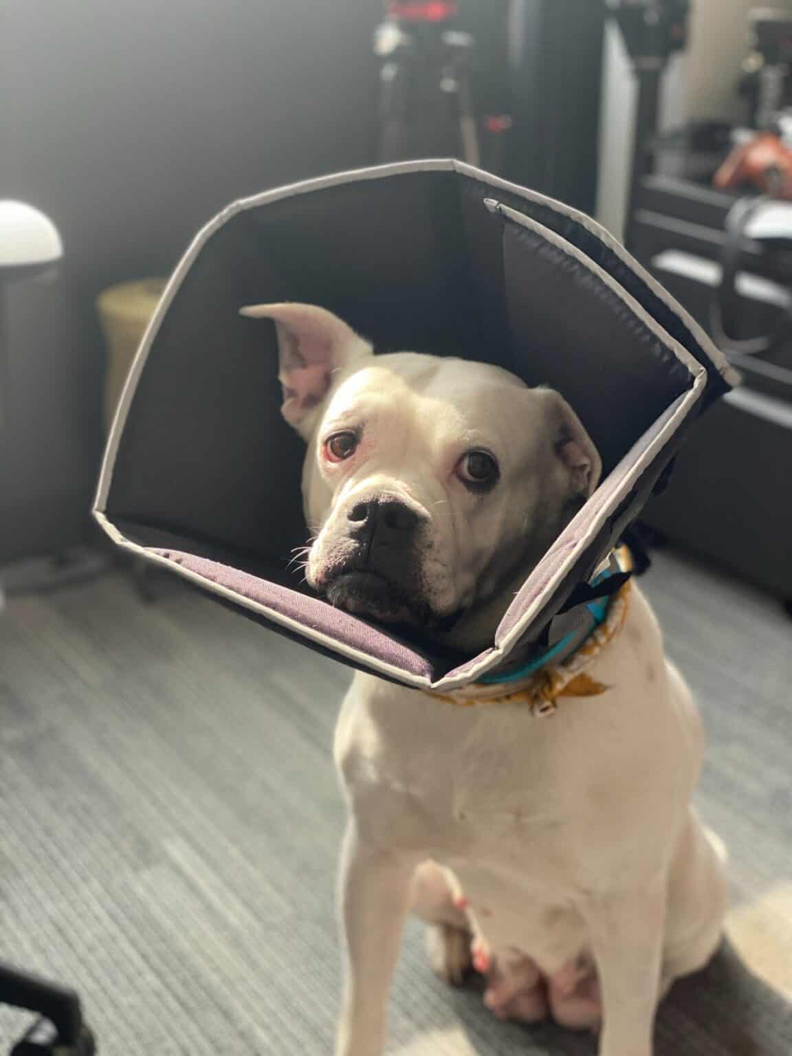When to Take Cone Off Dog After Neuter? Acme Canine