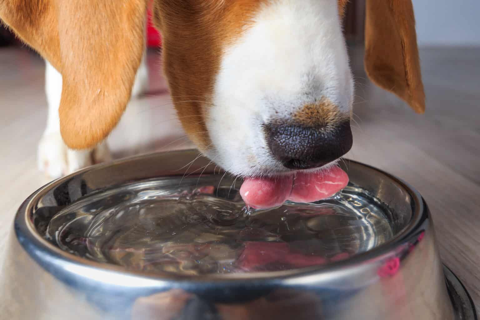 Hydration Guide How Long Can A Dog Go Without Water? Acme Canine