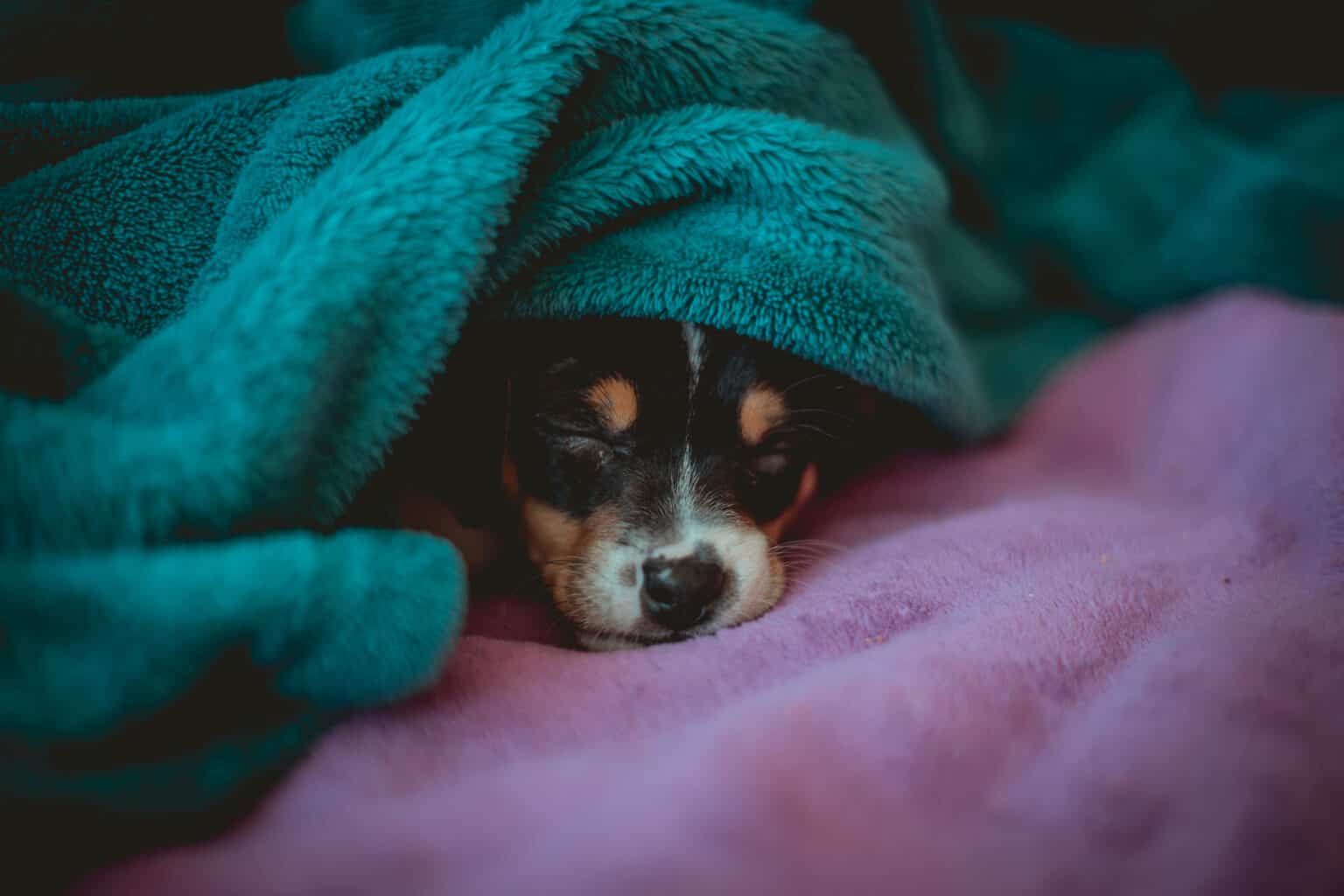 Should I Wake My Puppy Up To Pee At Night? Potty Training At Night