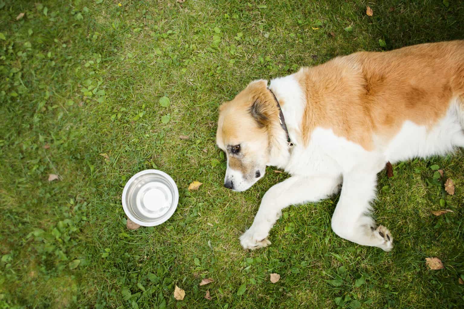 Dog Not Drinking But Peeing 8 Things To Try Before The Vet Acme Canine