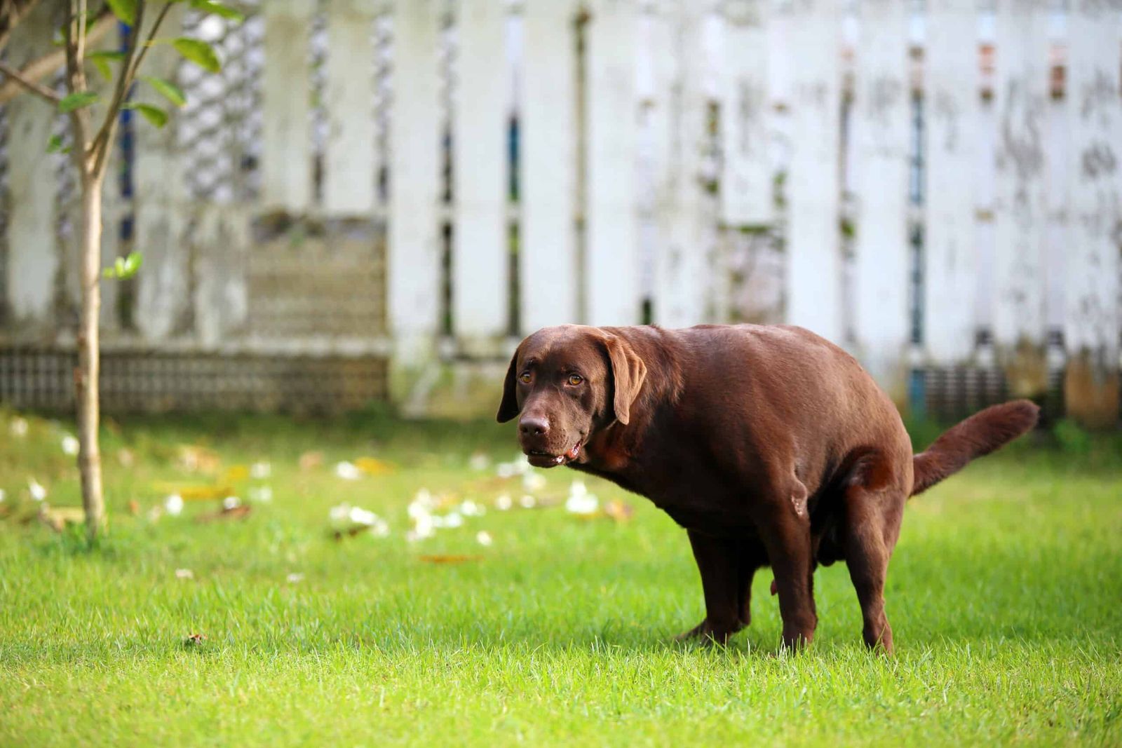 How Often Do Dogs Poop 5 Factors That Affect Dog Poop Acme Canine