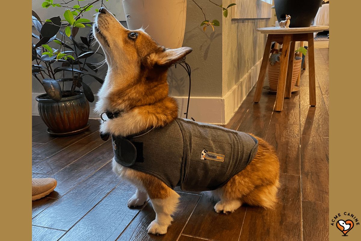 We Tried ThunderShirts, Here's What Happened - Acme Canine