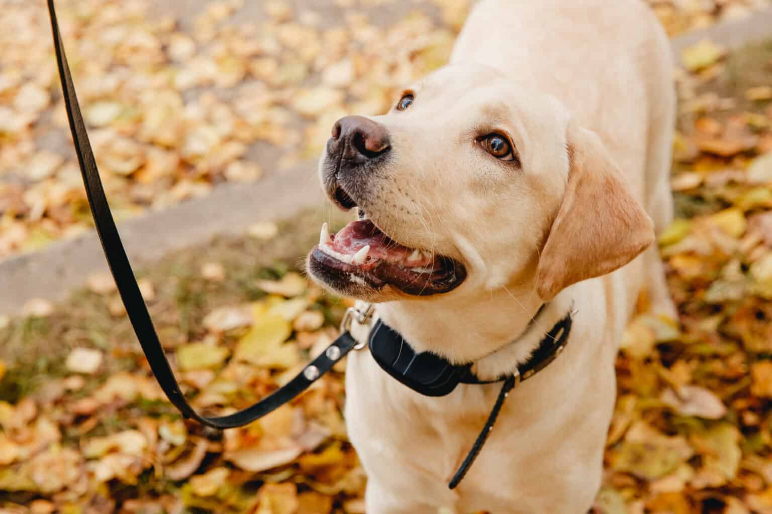 Is a Vibrating Dog Collar the Best Choice for Your Pet? Acme Canine