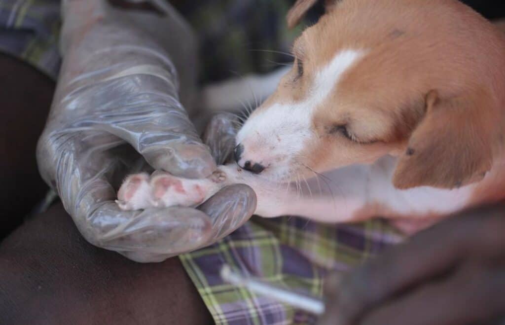 How To Tell If Your Dog Has Maggots & Why Early Detection Is Critical