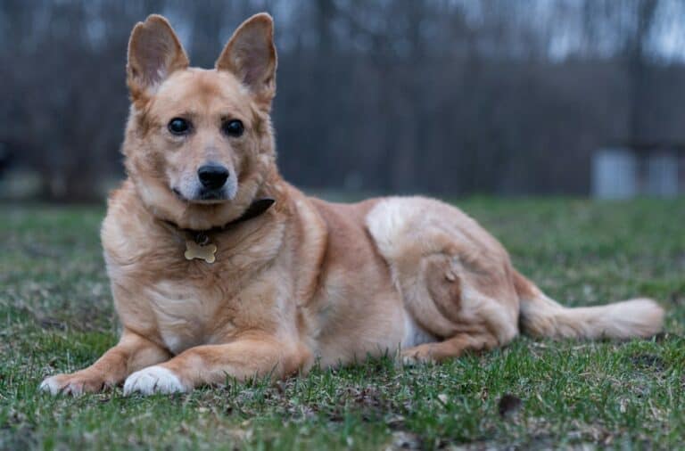 Broken Ear Cartilage Symptoms In Dogs The Importance Of Early