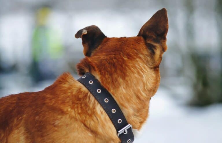 dog looking backward
