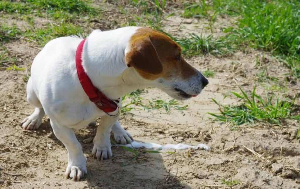 Dog Throwing Up Only In Middle Of Night What Should You Do