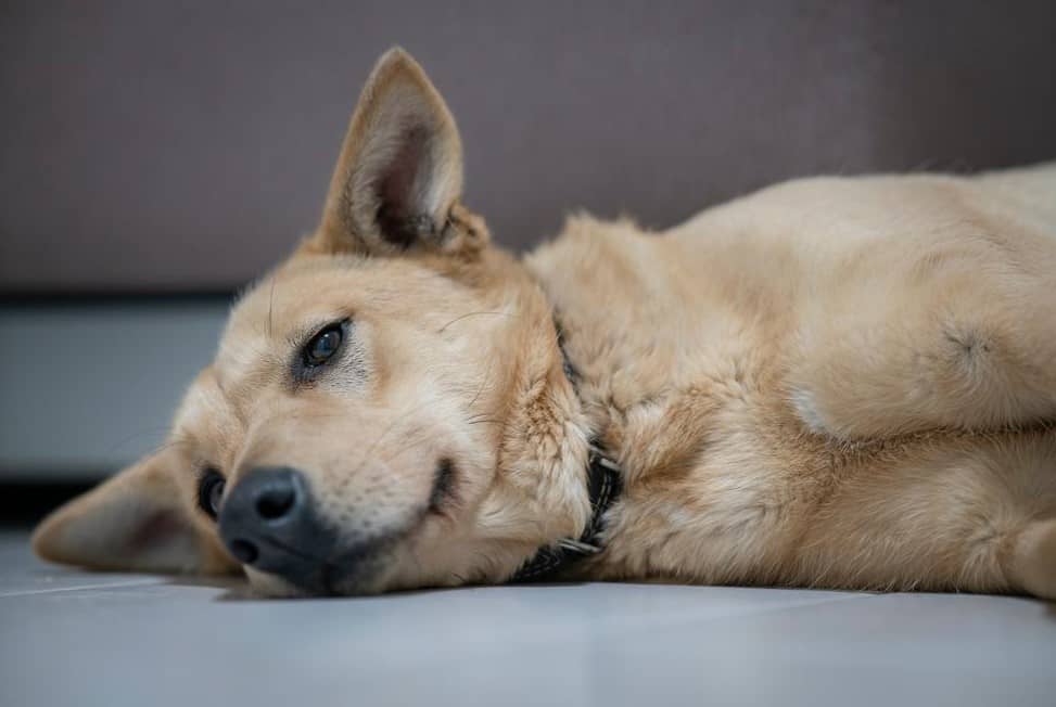 upset dog