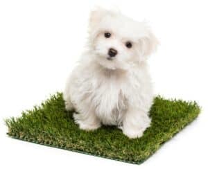 Need an Indoor Potty for Dogs? Here's Everything You Need to Know