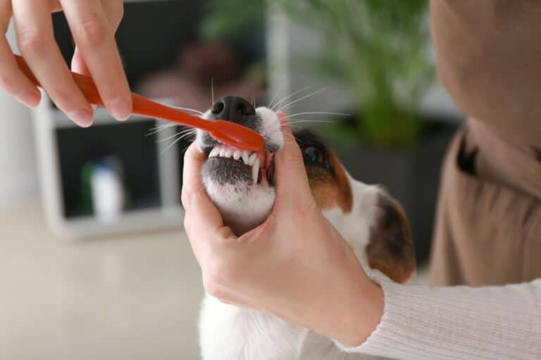 How to Remove Plaque from a Dog's Teeth 6 Effective Methods Acme Canine